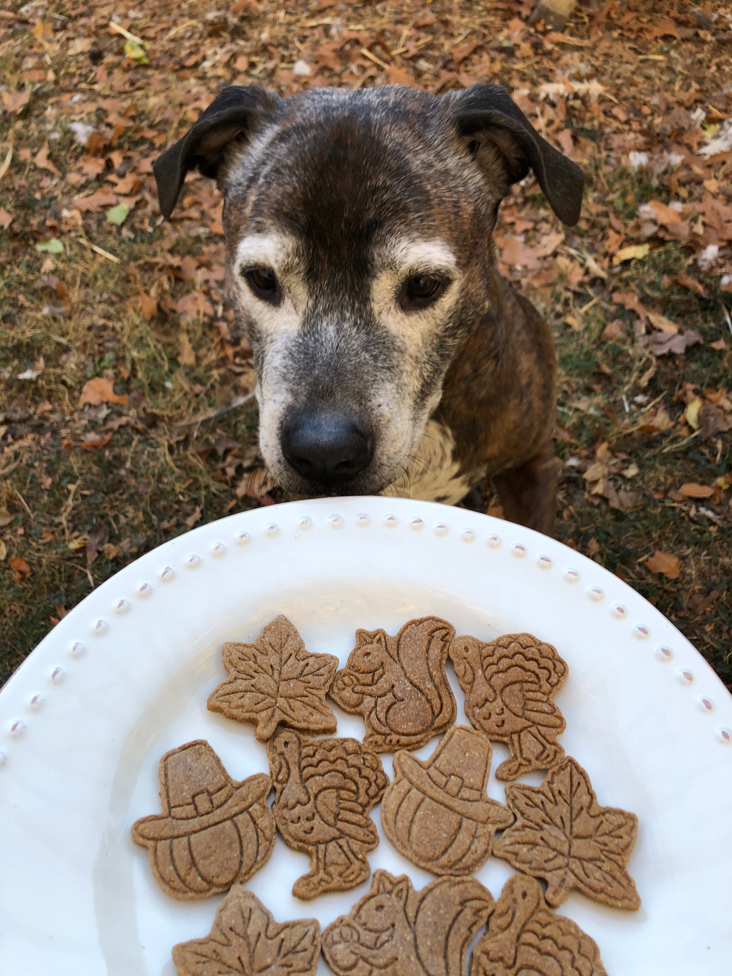 Holiday Cookies 6 oz bag