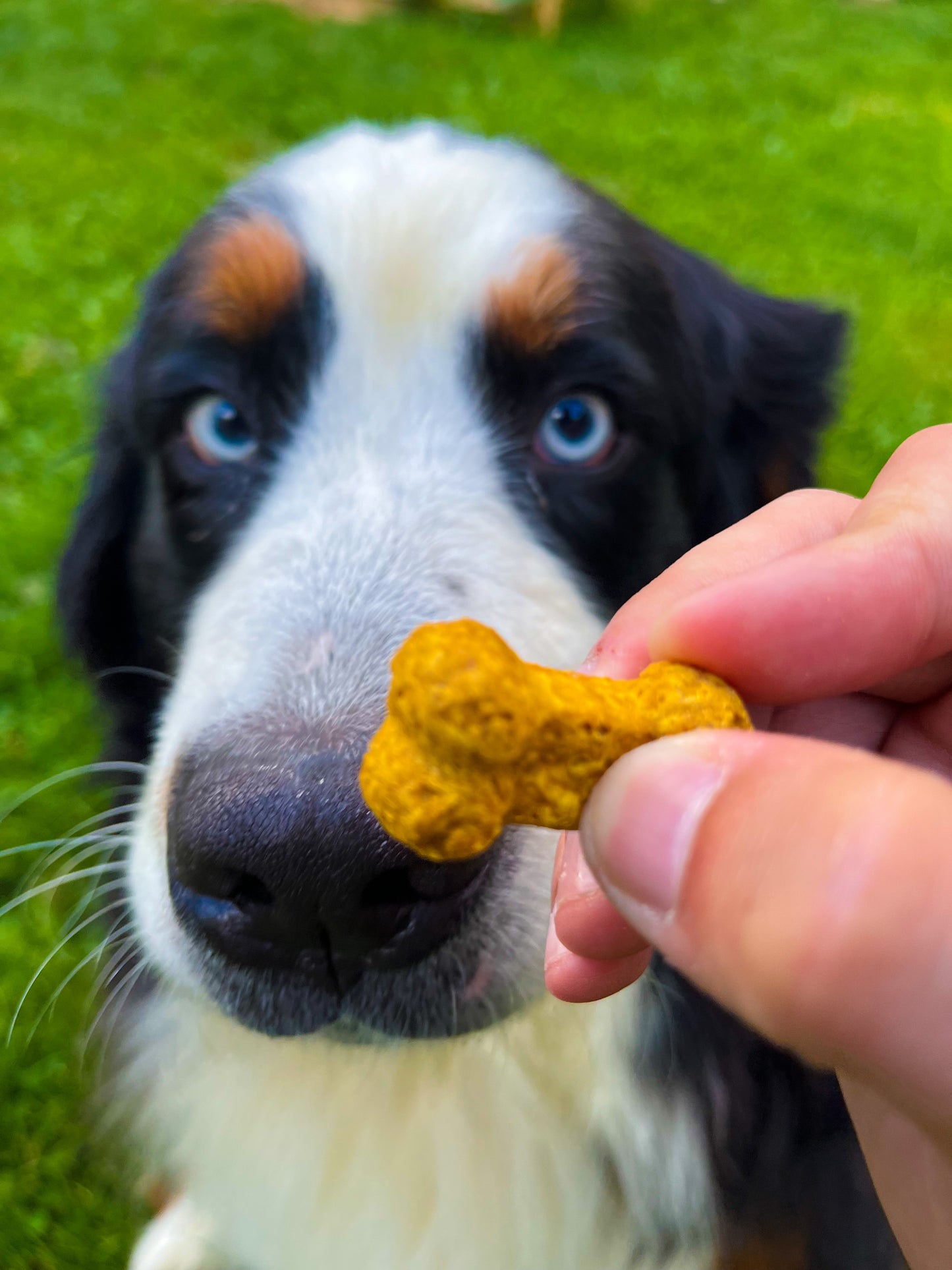 Organic Pumpkin & Peanut Butter Dog Cookies- 6 ounce bag