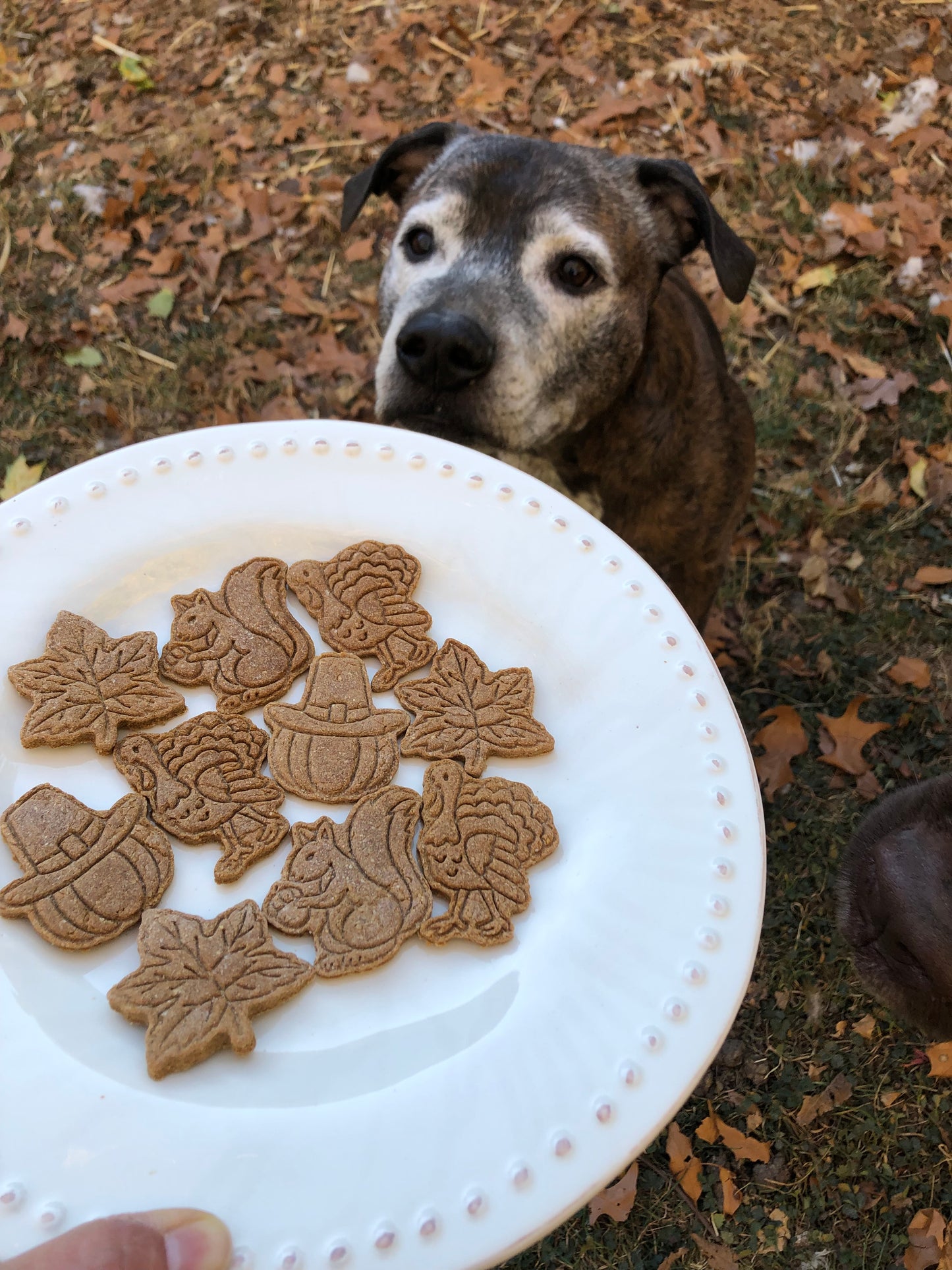 Holiday Cookies 6 oz bag