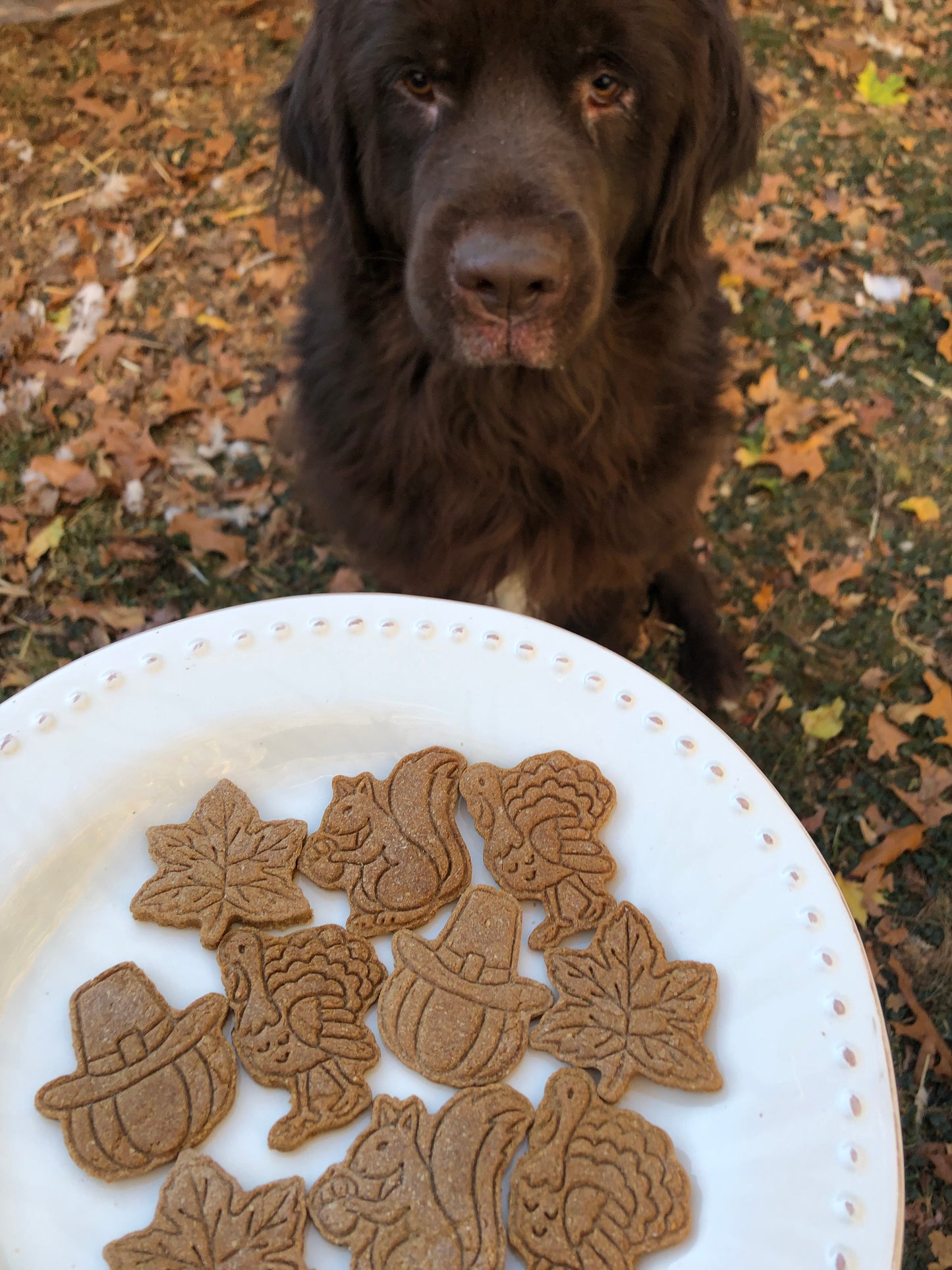 Holiday Cookies 6 oz bag