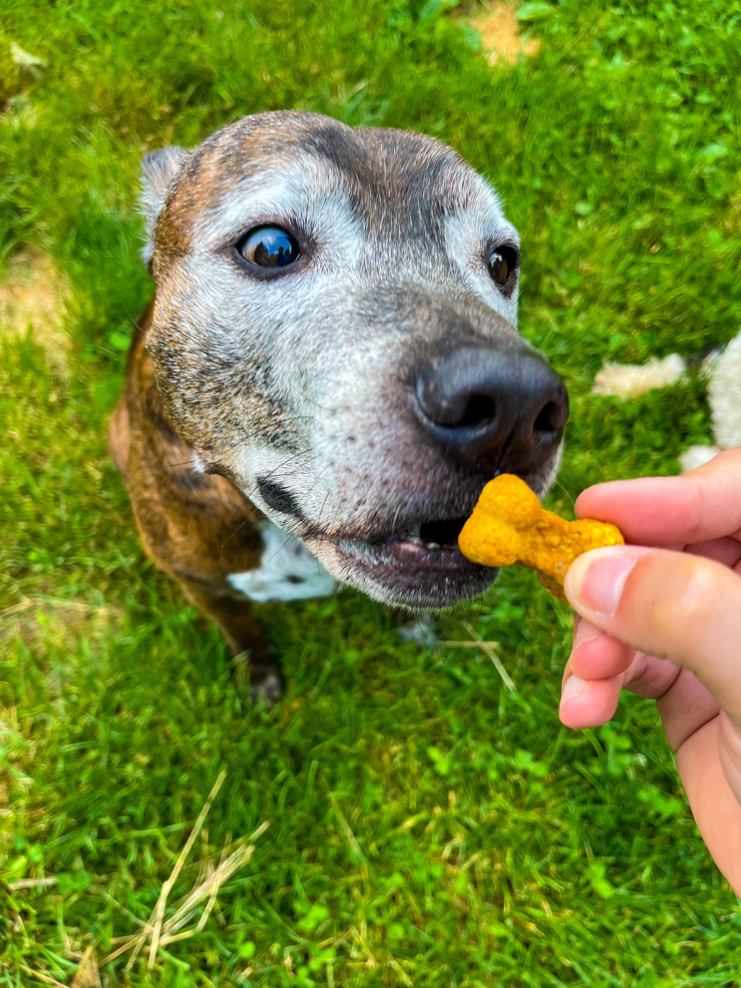 Organic Pumpkin & Peanut Butter Dog Cookies- 6 ounce bag